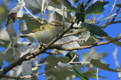 Bladkoning-Vlieland 7-10-2012 b