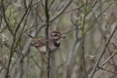 Blauwborst, ♀ 1-Texel 15-6-2010 b