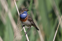 Blauwborst 1 Zuidlaardermeergebied 2-6-2019