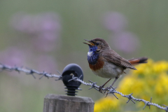 Blauwborst 1 Zuidlaardermeergebied 24-6-2018