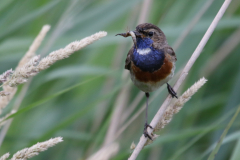 Blauwborst 2 Zuidlaardermeergebied 24-6-2018