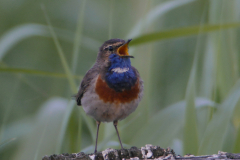 Blauwborst-Dannemeer 10-6-2016 b