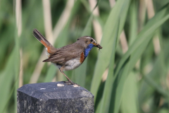 Blauwborst Zuidlaardermeergebied 2-6-2019