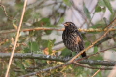 Blauwborst, juv. Dannemeer 11-6-2023