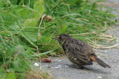 Blauwborst, juv.-Lauwersmeer 27-7-2012 b