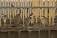 Blauwe reiger, adult en 1e kj.  Eemshaven 4-12-2024