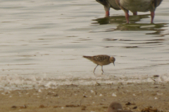 Blonde ruiter 1  Groningen-kust 18-8-2024