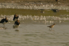 Blonde ruiter en Kievit  Groningen-kust 18-8-2024