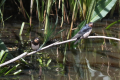 Boerenzwaluw, juv.  Zuidlaardermeergebied 4-7-2024