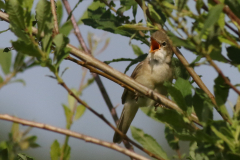Bosrietzanger  Drenthe 23-6-2024