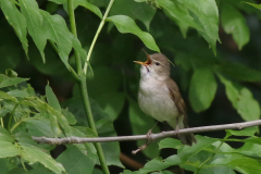Bosrietzanger  Eemshaven 5-6-2025