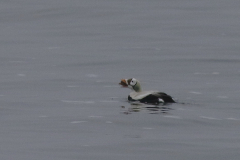 Brileider, ♂ 1  Texel 19-1-2025