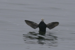 Brileider, ♂ 2  Texel 19-1-2025