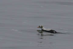 Brileider, ♂ 3  Texel 19-1-2025