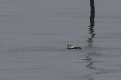 Brileider, ♂ 4  Texel 19-1-2025