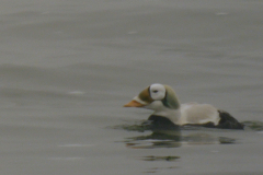 Brileider, ♂ 7  Texel 19-1-2025
