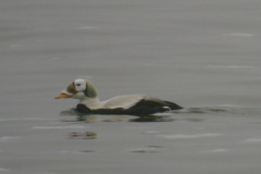 Brileider, ♂  Texel 19-1-2025 c