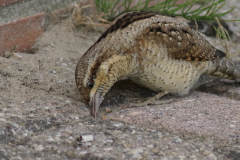 Draaihals 1  Groningen-kust 16-9-2024