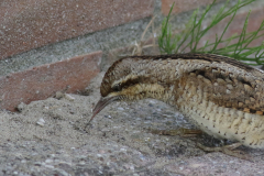 Draaihals  Groningen-kust 16-9-2024