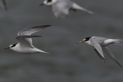 Dwergstern 1  Lauwersoog 23-8-2024