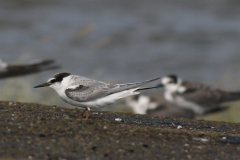 Dwergstern, 1e kj.  Lauwersoog 23-8-2024