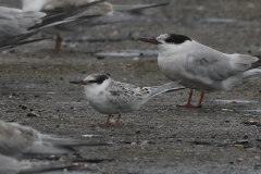 Dwergstern, 1e kj. en Visdief  Lauwersoog 23-8-2024
