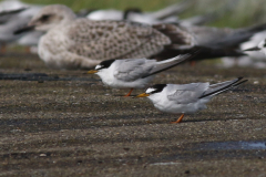 Dwergstern 2  Lauwersoog 23-8-2024