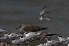 Dwergstern, Grote stern en Visdief  Lauwersoog 23-8-2024
