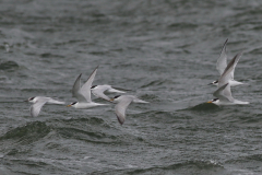 Dwergstern  Lauwersoog 23-8-2024
