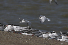 Dwergstern en Visdief  Lauwersoog 23-8-2024