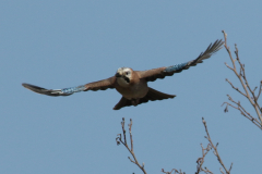 Gaai  Zuidlaardermeergebied 28-3-2025