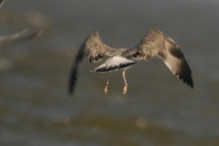 Geelpootmeeuw, 2e kj. 1  Eemshaven 20-9-2024
