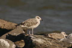 Geelpootmeeuw, 2e kj.  Eemshaven 20-9-2024