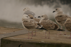 Pontische meeuw, 2e kj. en Geelpootmeeuw, 1e kj.  Lauwersoog 10-10-2024