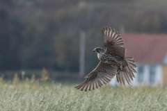 Giervalk, 1e kj. 1  Texel 18-10-2025
