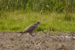 Giervalk, 1e kj. 3  Texel 18-10-2025