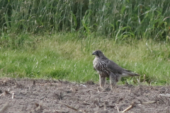 Giervalk, 1e kj. 4  Texel 18-10-2025