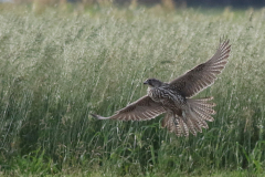 Giervalk, 1e kj.  Texel 18-10-2025