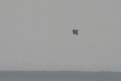 Giervalk  Groningen-prov. 3-11-2008