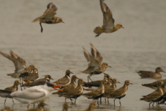 Goudplevier  Lauwersmeer 15-8-2024 b