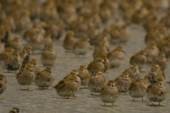 Goudplevier  Lauwersmeer 26-9-2024 b