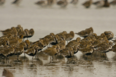 Goudplevier, adult en 1  juv.  Lauwersmeer 15-8-2024 b