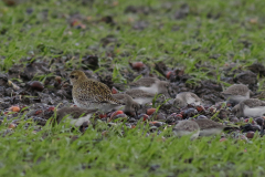 Goudplevier en Bonte strandloper  Groningen-kust 22-11-2024
