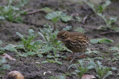 Graspieper  Lauwersmeer 14-11-2024
