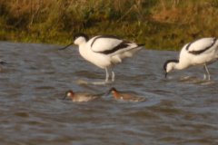 Grauwe franjepoot, ♀ en Kluut  Friesland-kust 3-5-2025