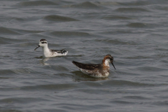 Grauwe franjepoot, 1e kj. en adult  Lauwersmeer 15-8-2024