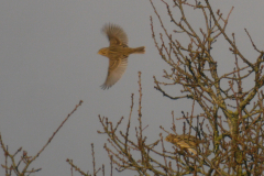 Grauwe gors  Drenthe 9-1-2025