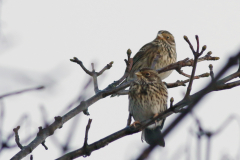 Grauwe gors  Groningen-prov. 4-1-2026