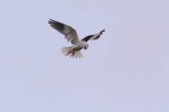 Grijze wouw, 1e kj. 1  Drenthe 10-10-2025