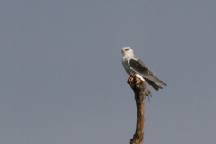 Grijze wouw, 1e kj.  Drenthe 10-10-2025